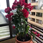 Apartmán Porto De *